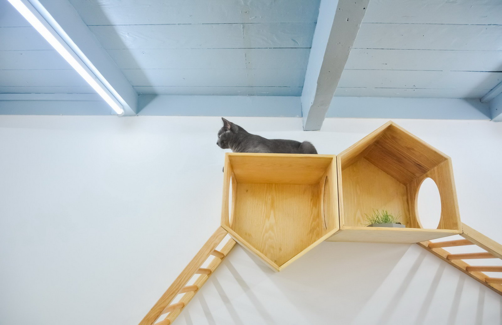 田子坊里的撸猫体验馆：猫之一隅 室内改造设计 / 平介设计